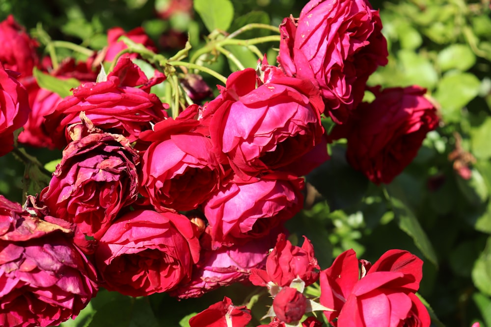 red roses in close up photography