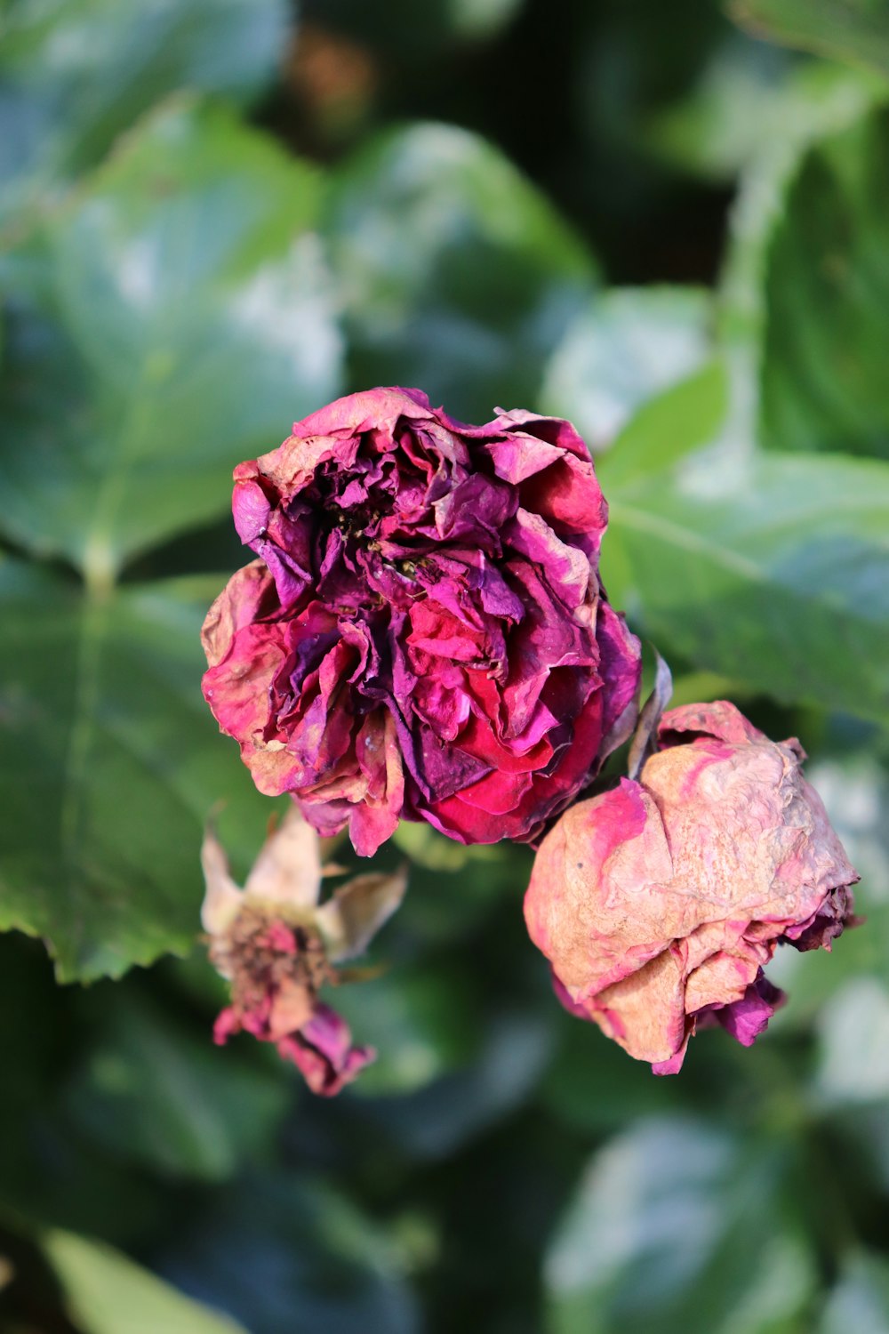 red rose in bloom during daytime