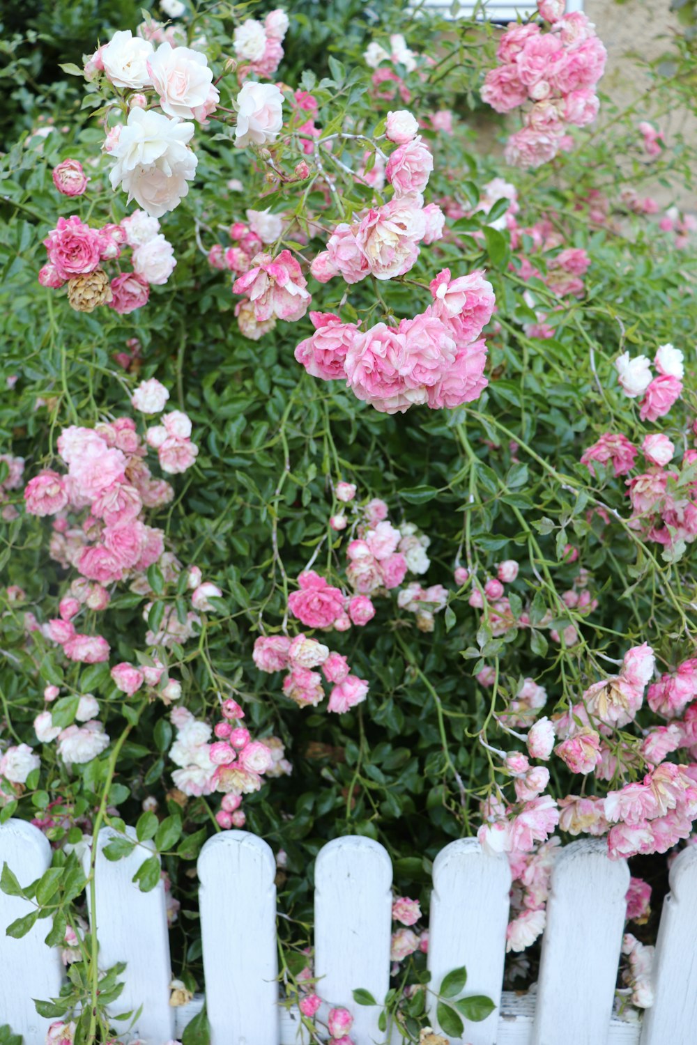 pink flowers with green leaves