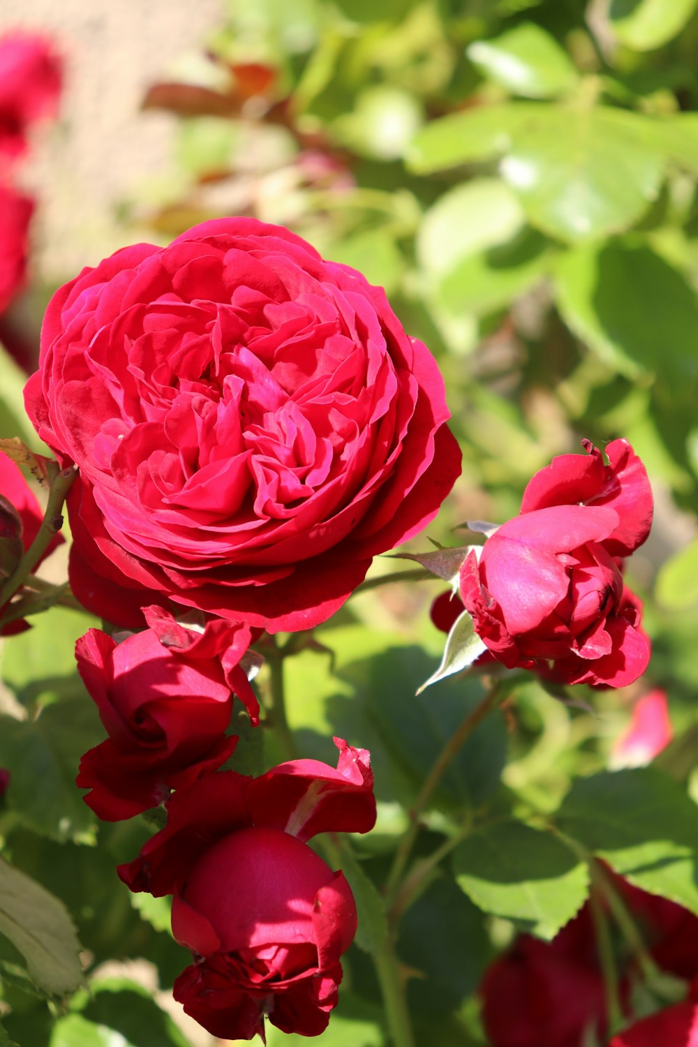 red rose in bloom during daytime