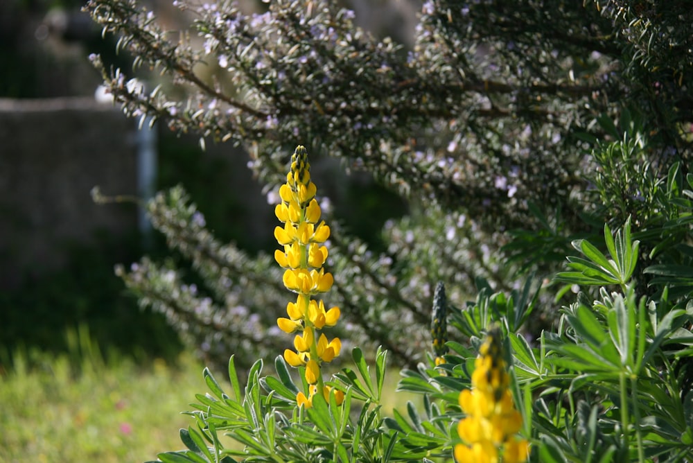 yellow flowers on green leaves