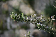 green plant in tilt shift lens