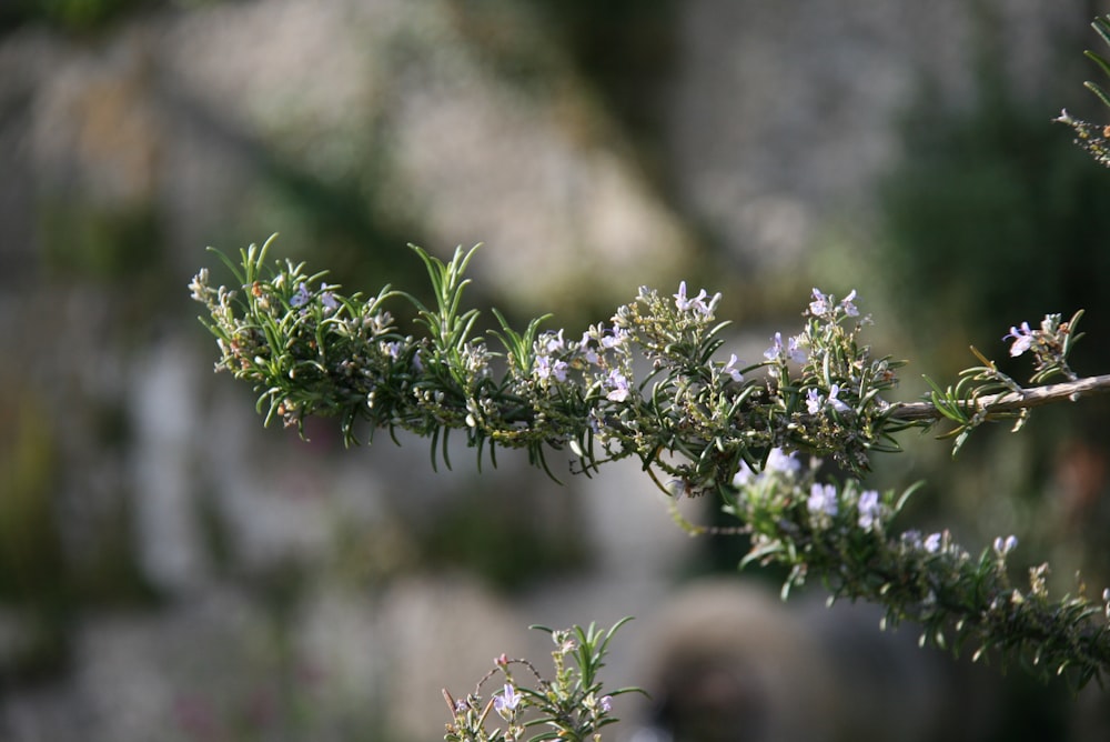 green plant in tilt shift lens