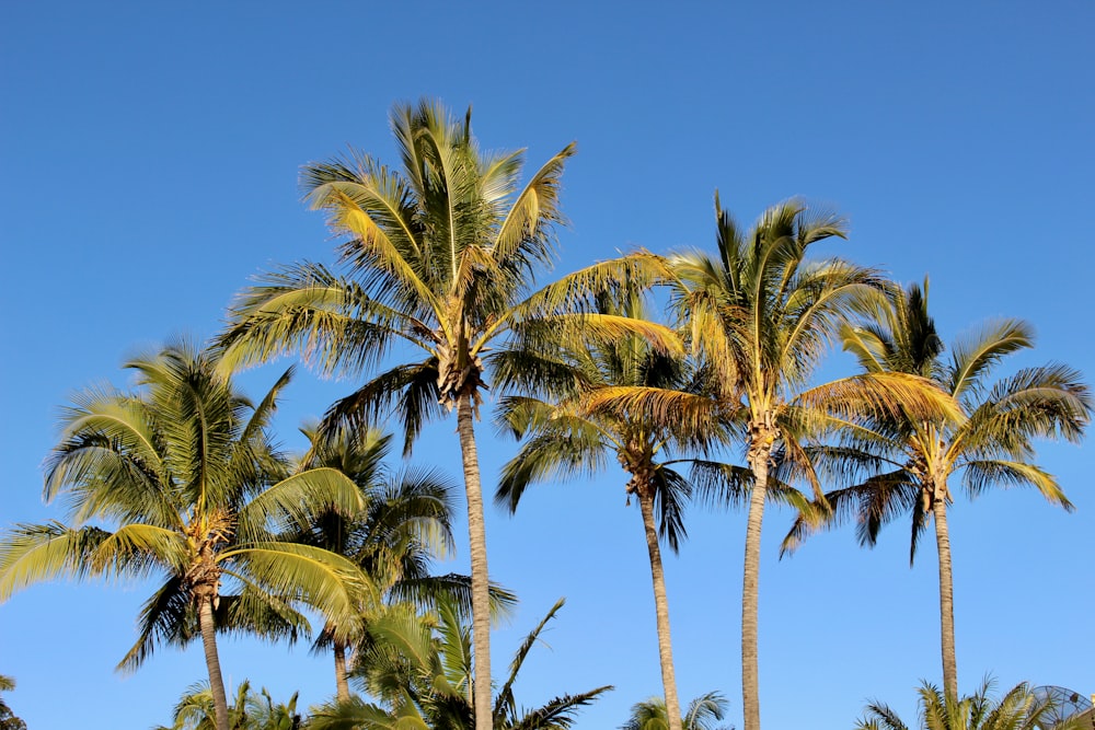 green coconut palm tree under blue sky during daytime