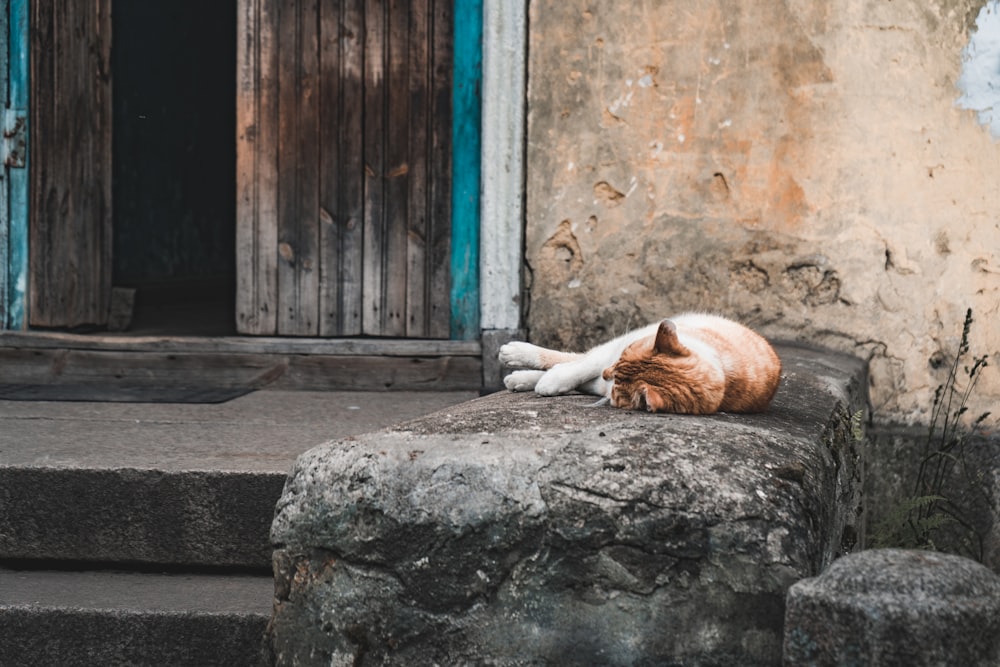 orangefarbene Tabby-Katze liegt auf grauem Felsen