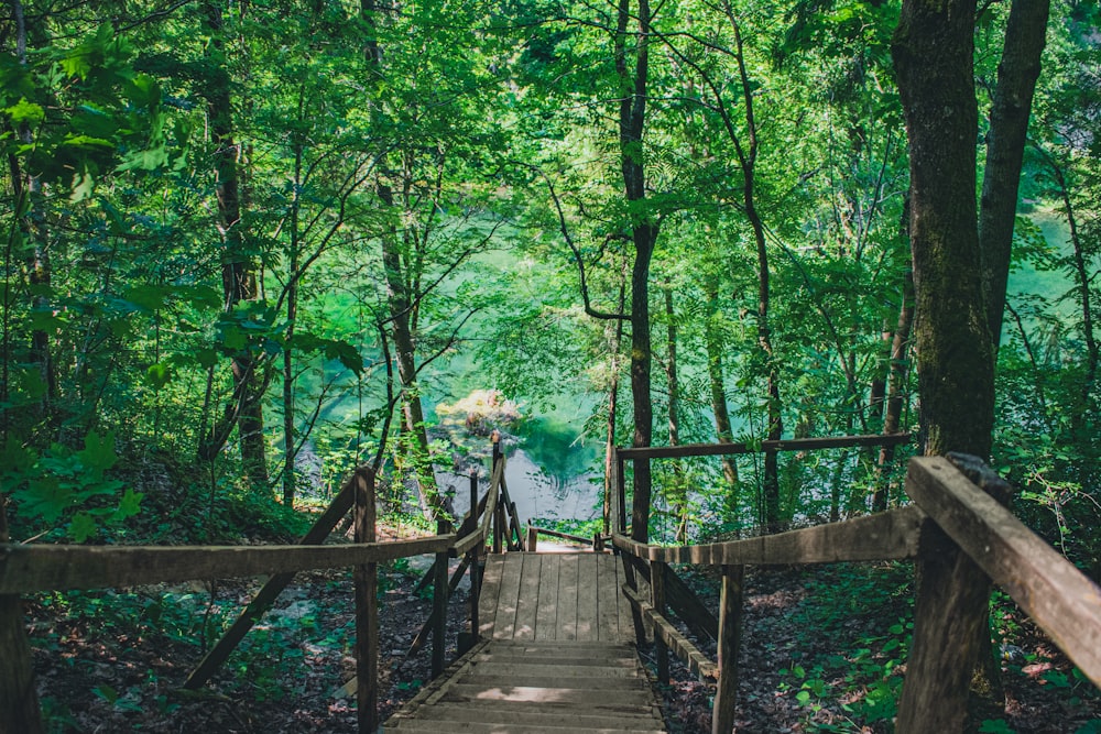 brown wooden bridge in forest during daytime