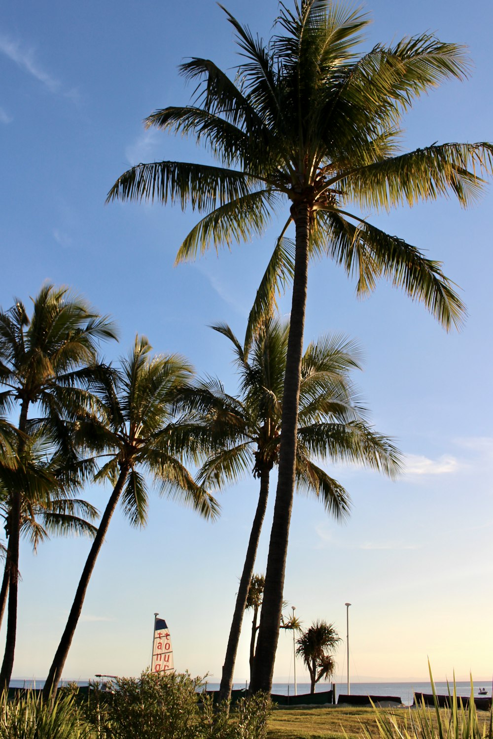 green palm tree during daytime