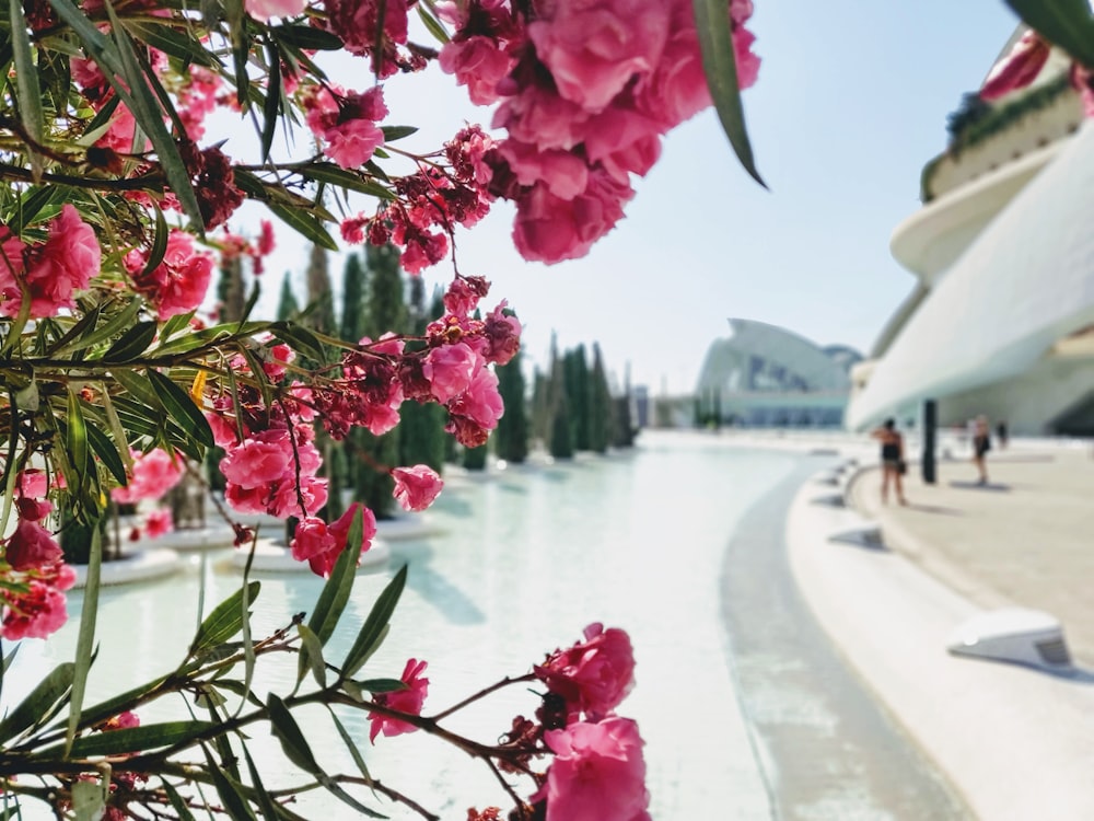 pink flowers near body of water during daytime