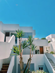 green palm tree near white concrete building