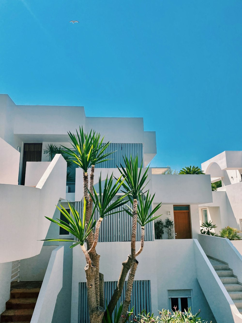 green palm tree near white concrete building