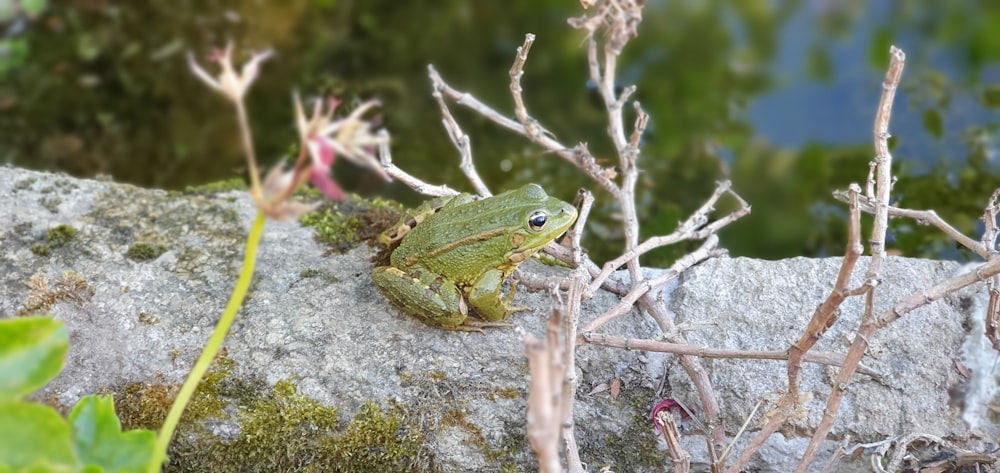 green frog on gray rock