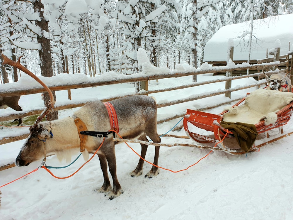 brown horse with brown leather saddle on snow covered ground during daytime