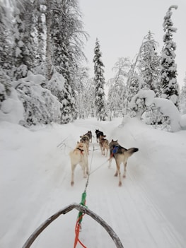 dogs on snow covered ground during daytime