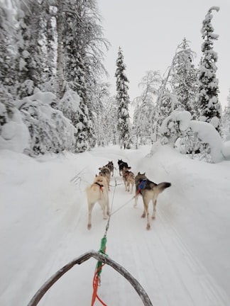 dogs on snow covered ground during daytime