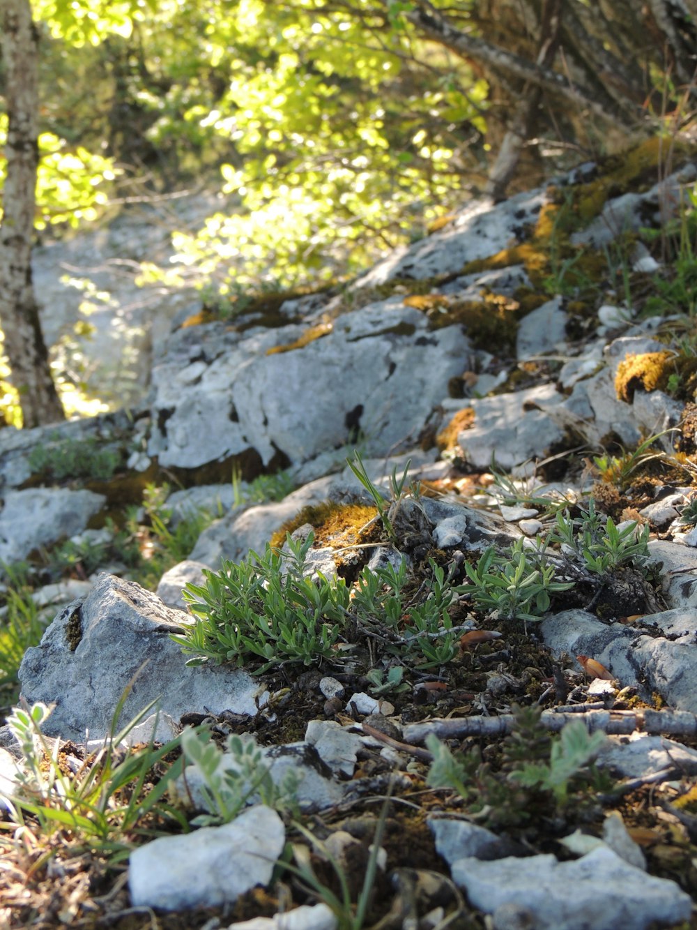 gray rocks on green grass during daytime