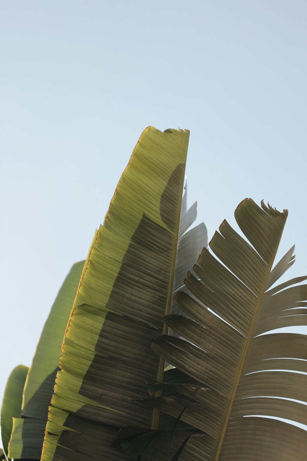 green banana leaf during daytime