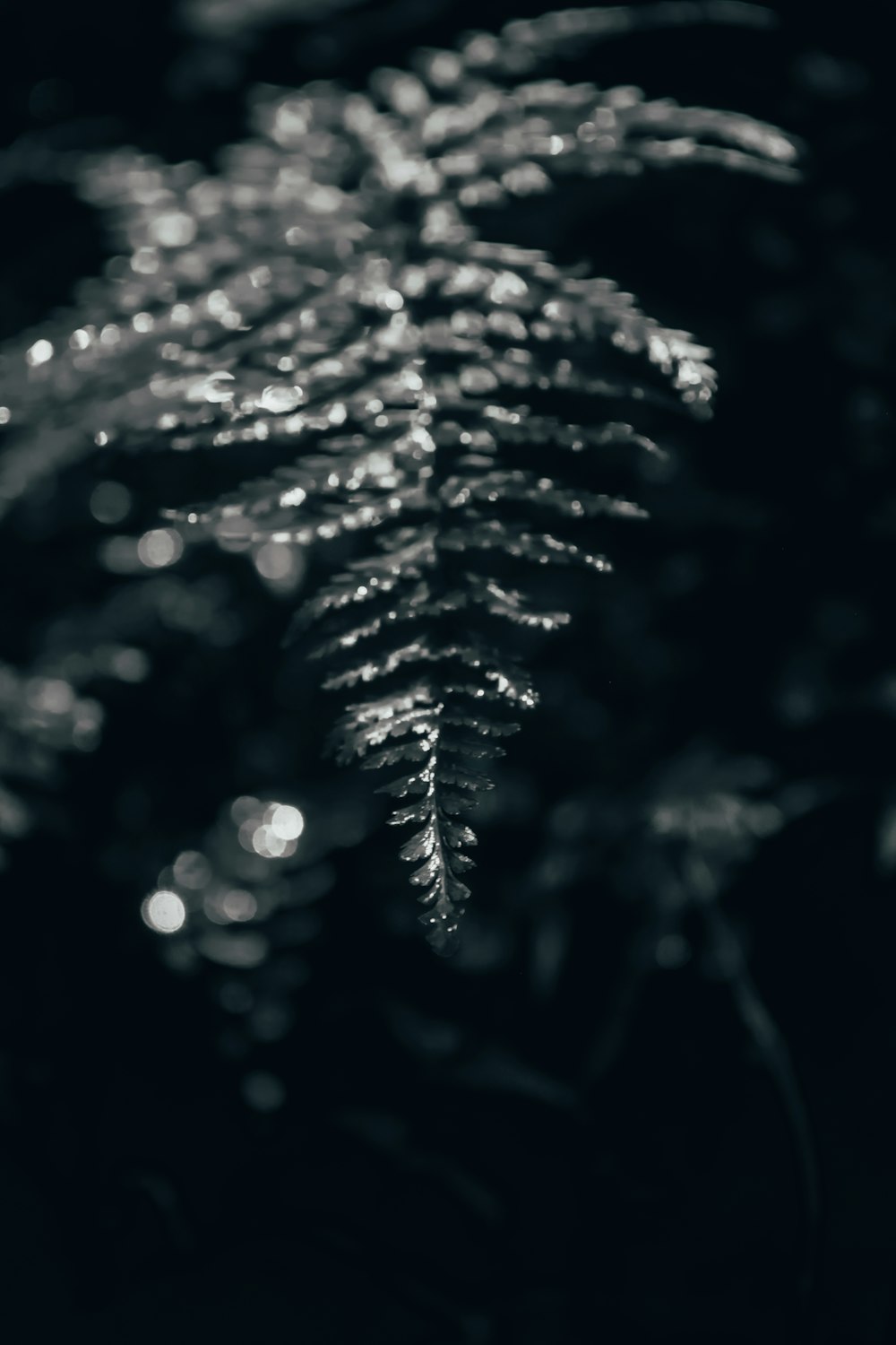 white string lights in black background