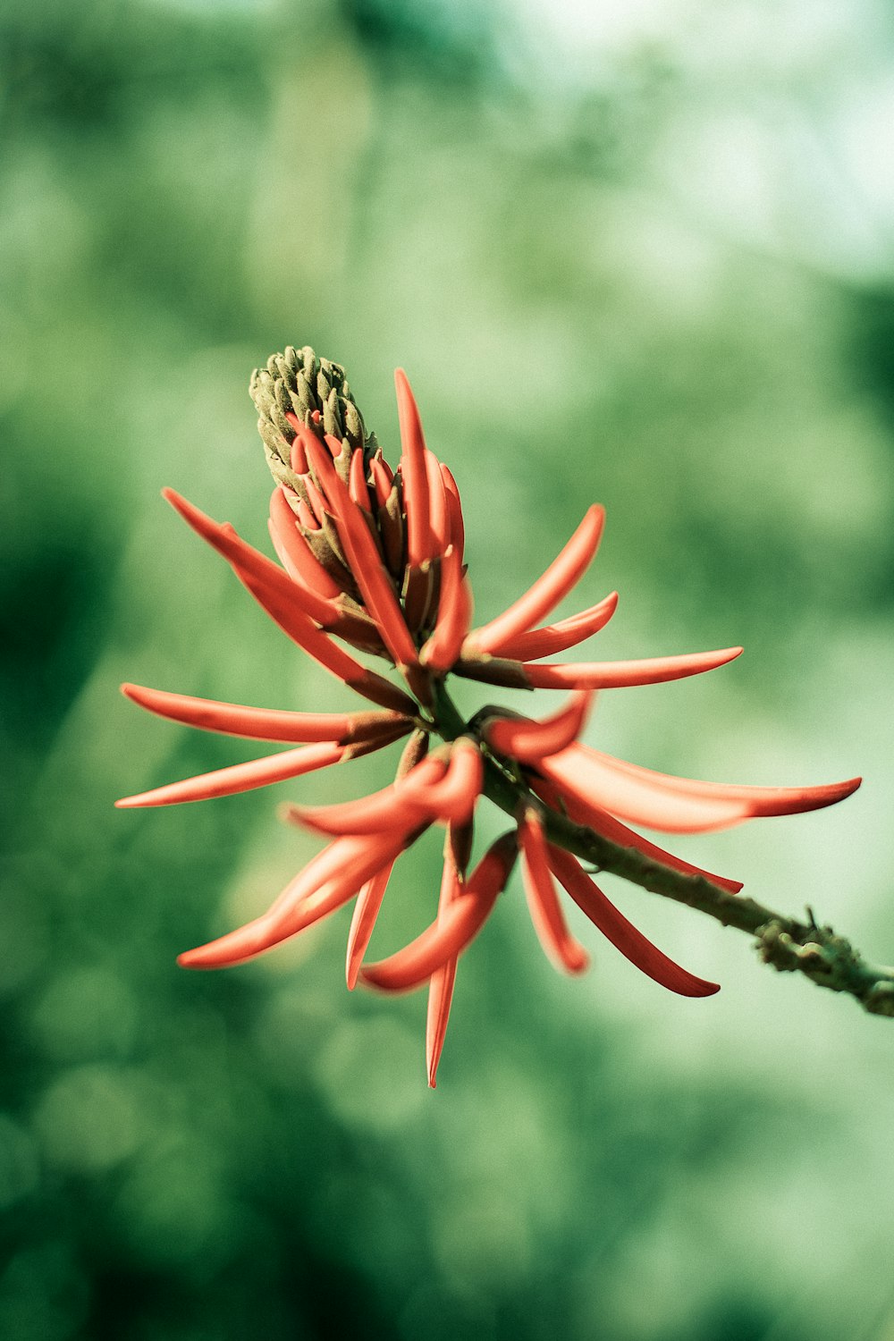 red and black flower in tilt shift lens