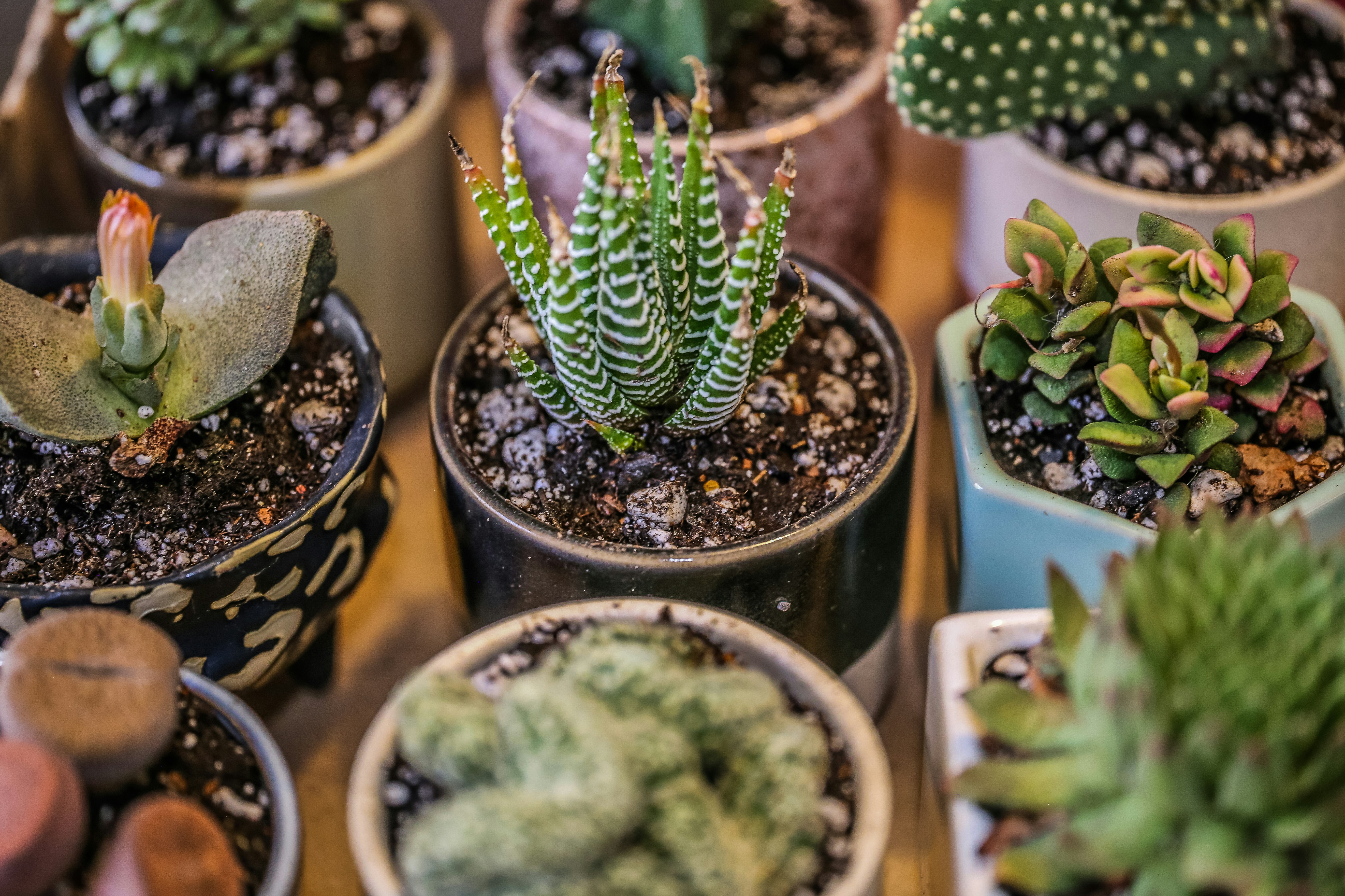 green cactus plant in blue and white ceramic pot