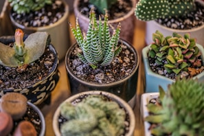 green cactus plant in blue and white ceramic pot