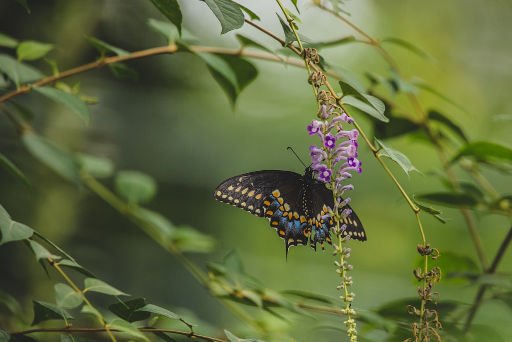 black and blue butterfly perched on purple flower in close up photography during daytime