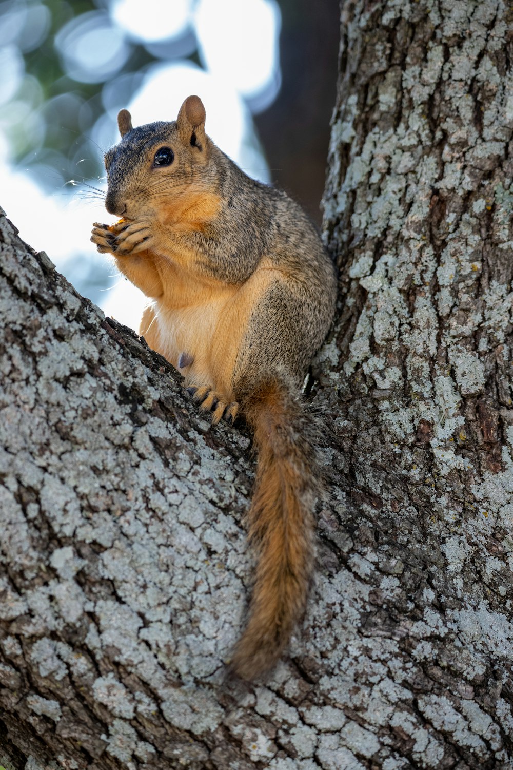 brown squirrel on brown tree