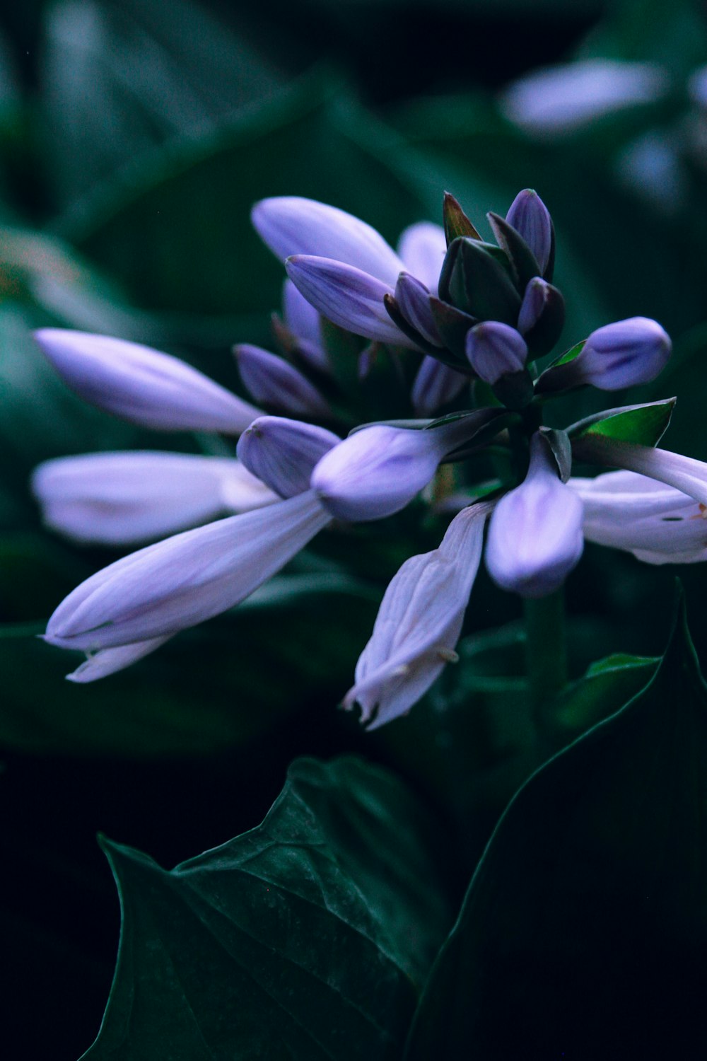 Lila und weiße Blume in Nahaufnahmen