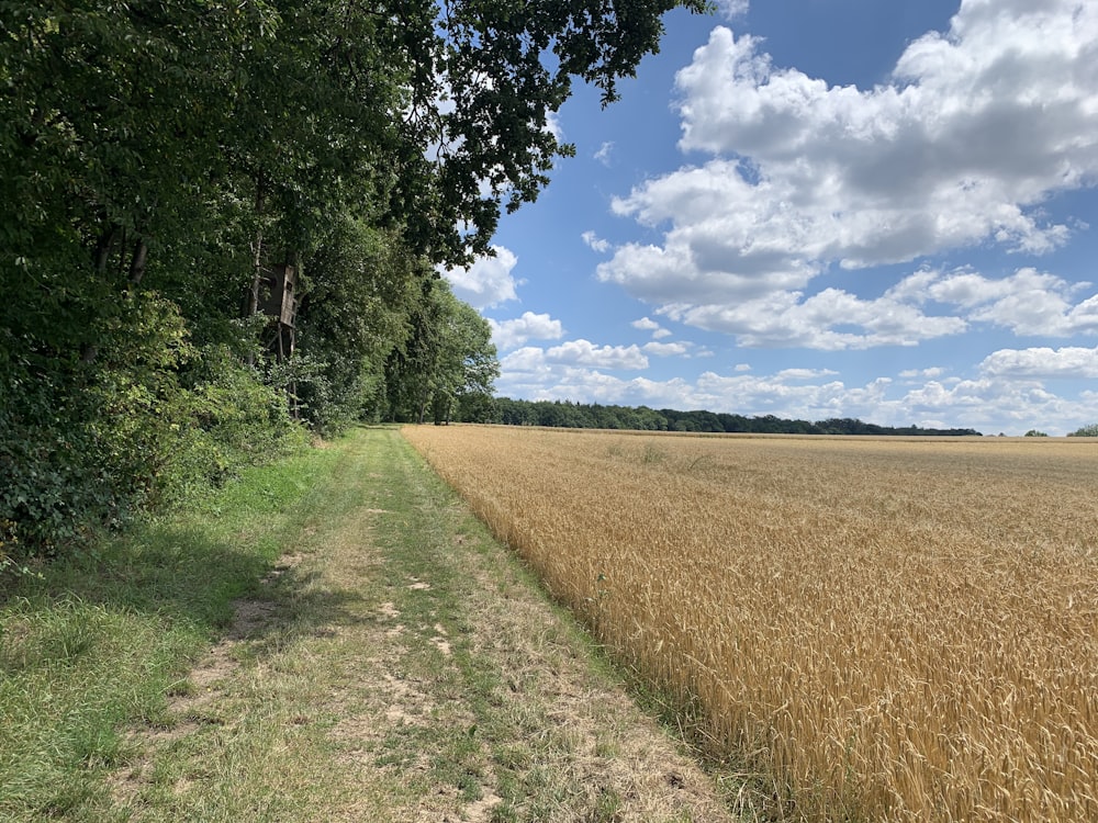 brown grass field near green trees under blue sky during daytime