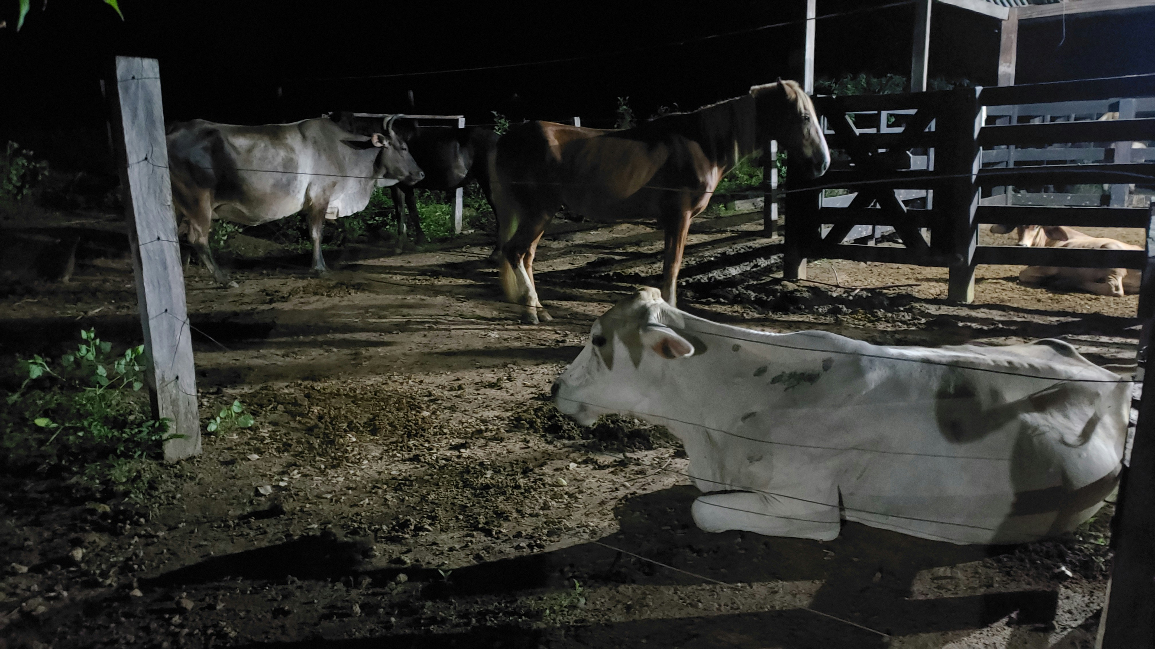 Equinocultura no Brasil: Raças e Cuidados na Criação de Equinos