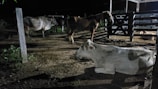 A nighttime scene in a livestock pen featuring several cows and a horse. The animals are positioned both standing and lying on the ground. The area is enclosed by fencing, and the lighting creates shadows, highlighting the animals' contours.