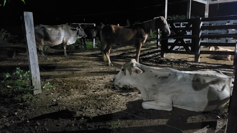 A nighttime scene in a livestock pen featuring several cows and a horse. The animals are positioned both standing and lying on the ground. The area is enclosed by fencing, and the lighting creates shadows, highlighting the animals' contours.