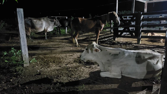 Modern cattle feedlot with advanced lighting and monitoring systems at sunset