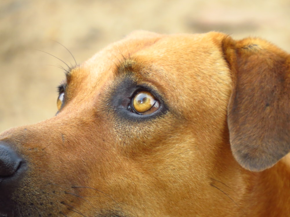 brown short coated dog with blue eyes