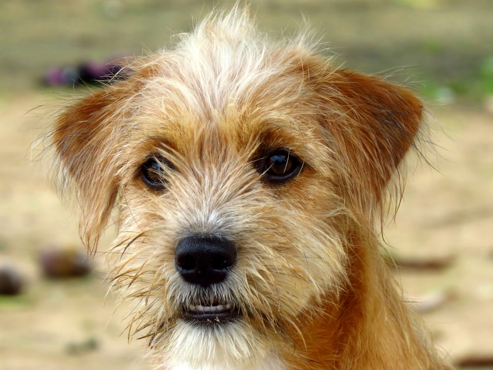 brown and white long coated dog