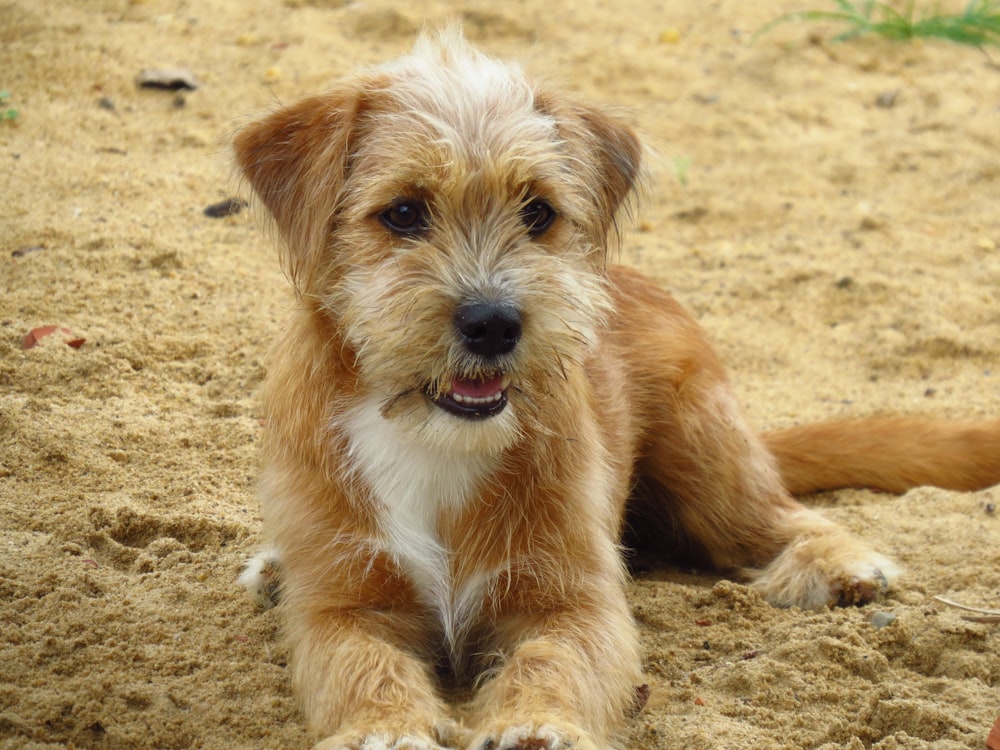 Petit chien à poil long brun et blanc couché sur du sable brun pendant la journée