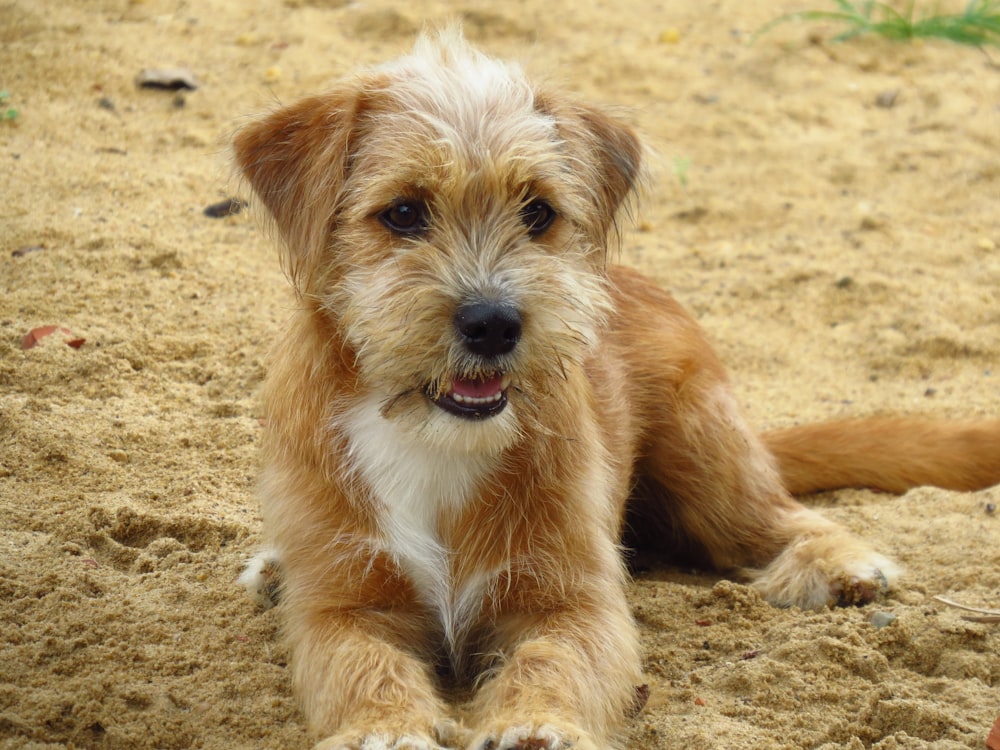 brown and white long coat small dog lying on brown sand during daytime