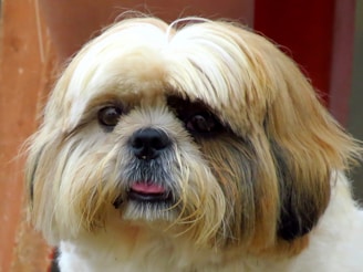 white and brown long coated dog
