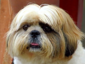 white and brown long coated dog