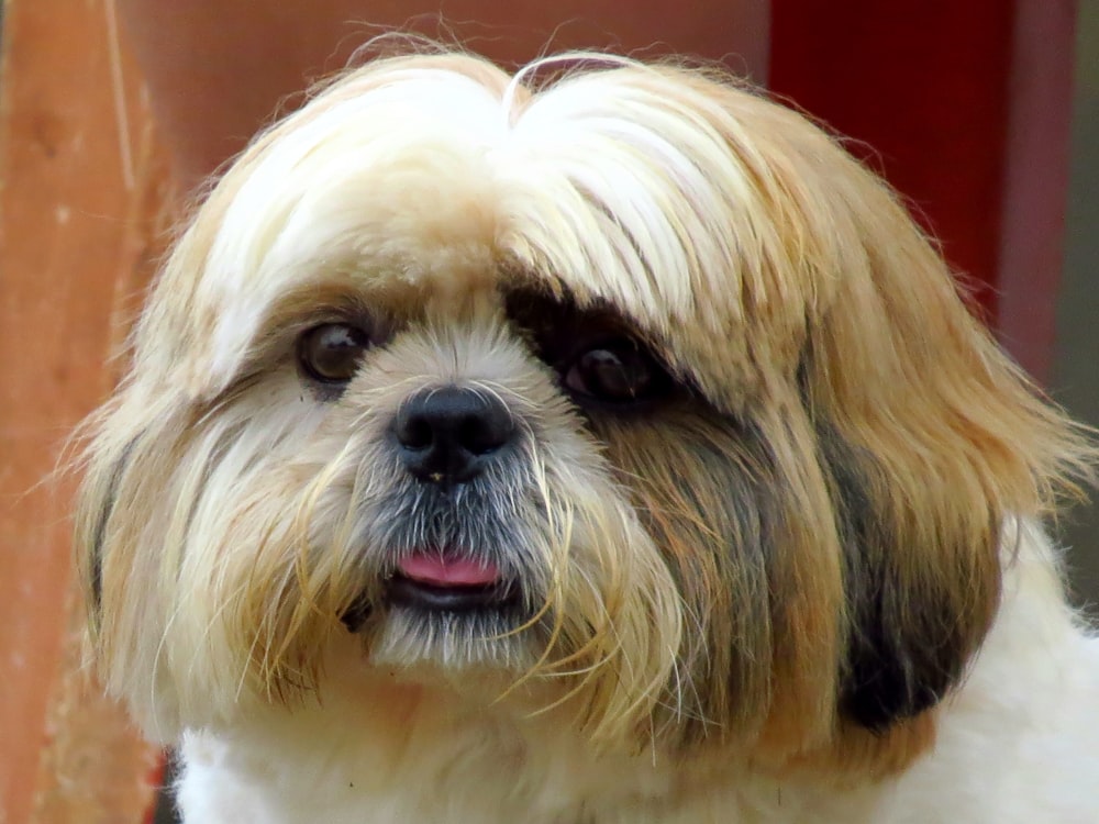 white and brown long coated dog