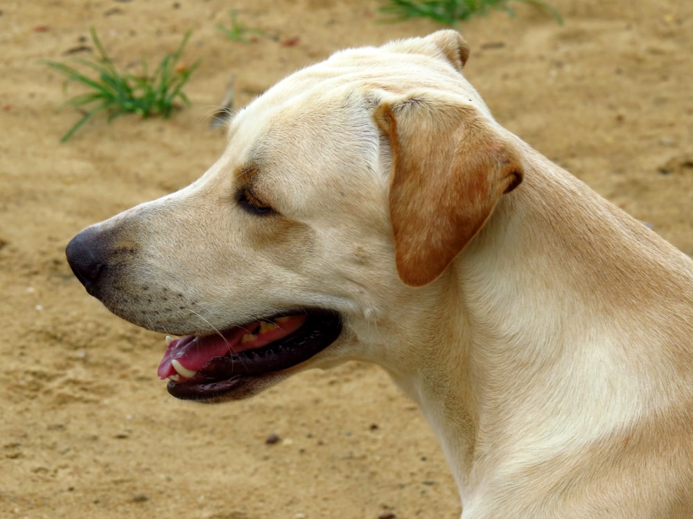 yellow labrador retriever with tongue out