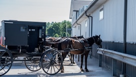 A traditional horse-drawn carriage is tied to a metal railing alongside a modern building with white and gray siding. Multiple horses are harnessed to the carriage, suggesting a rural or historical setting.