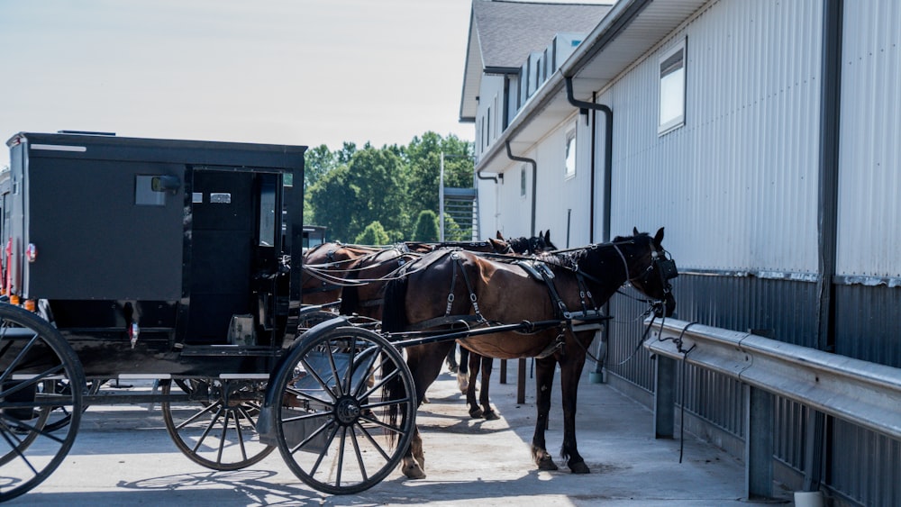 black horse with brown wooden carriage