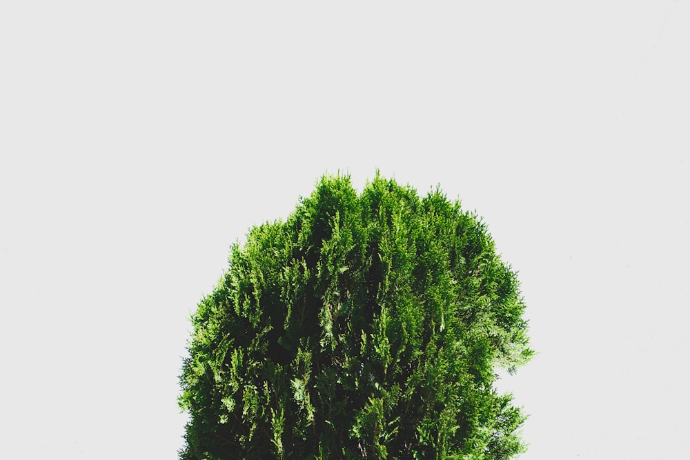 들판 한가운데에 있는 외로운 나무