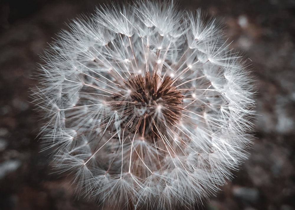 white dandelion in close up photography