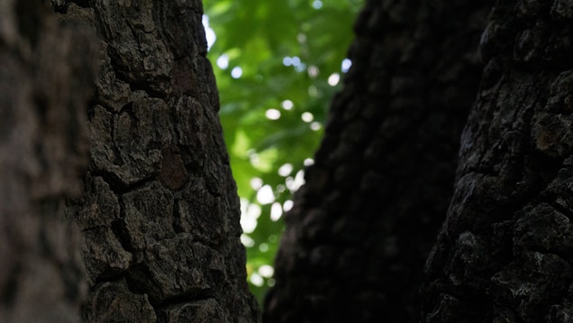 A close-up view of textured tree bark with a background of light-dappled green leaves, suggesting a forest setting.