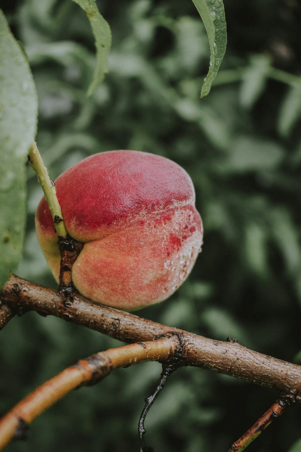 red apple on brown tree branch