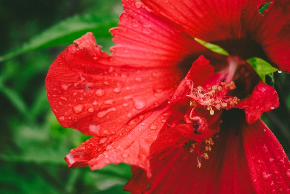 red hibiscus in bloom during daytime