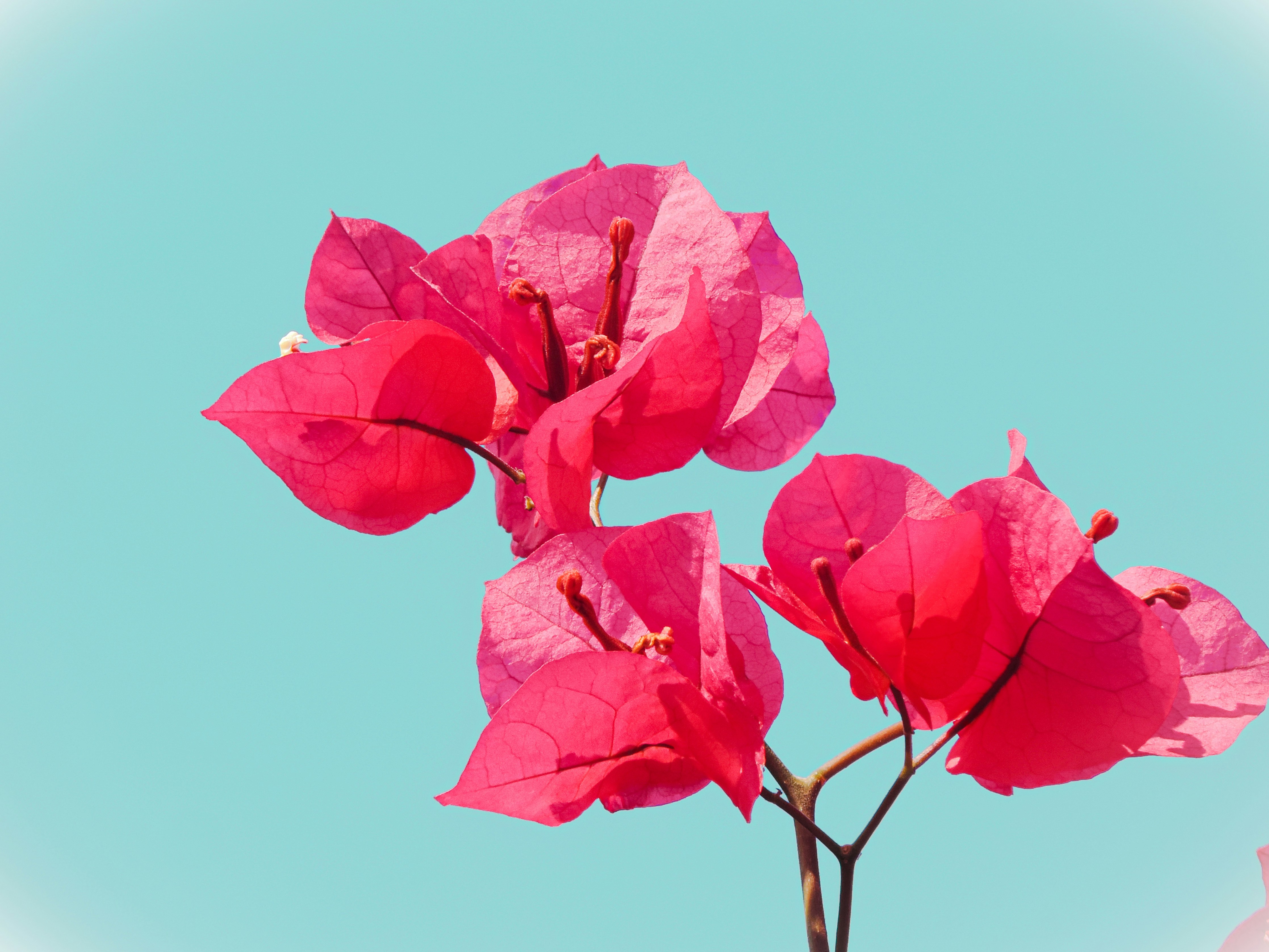 red flower in close up photography paraguay teams background