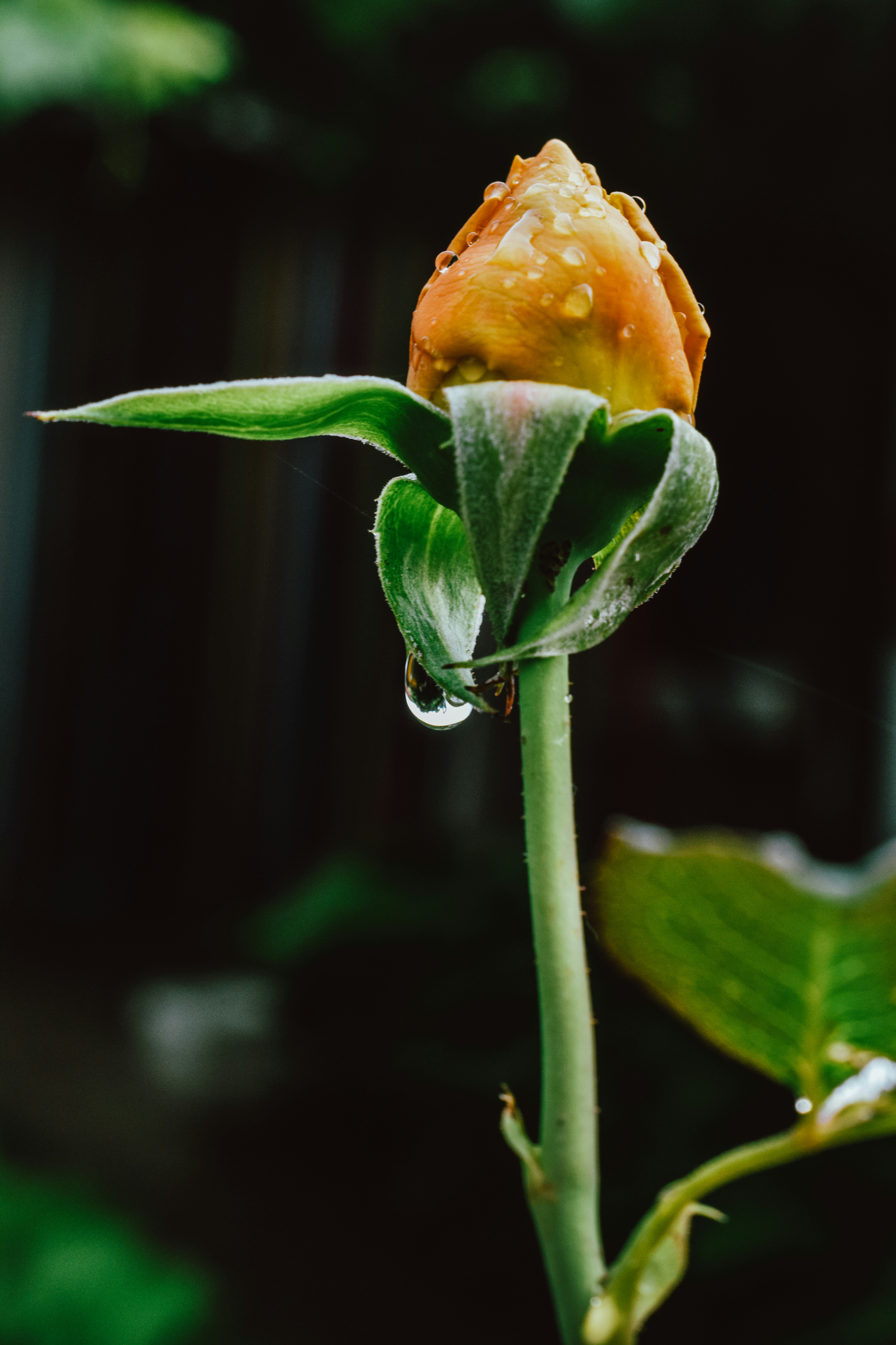 yellow flower with green leaves