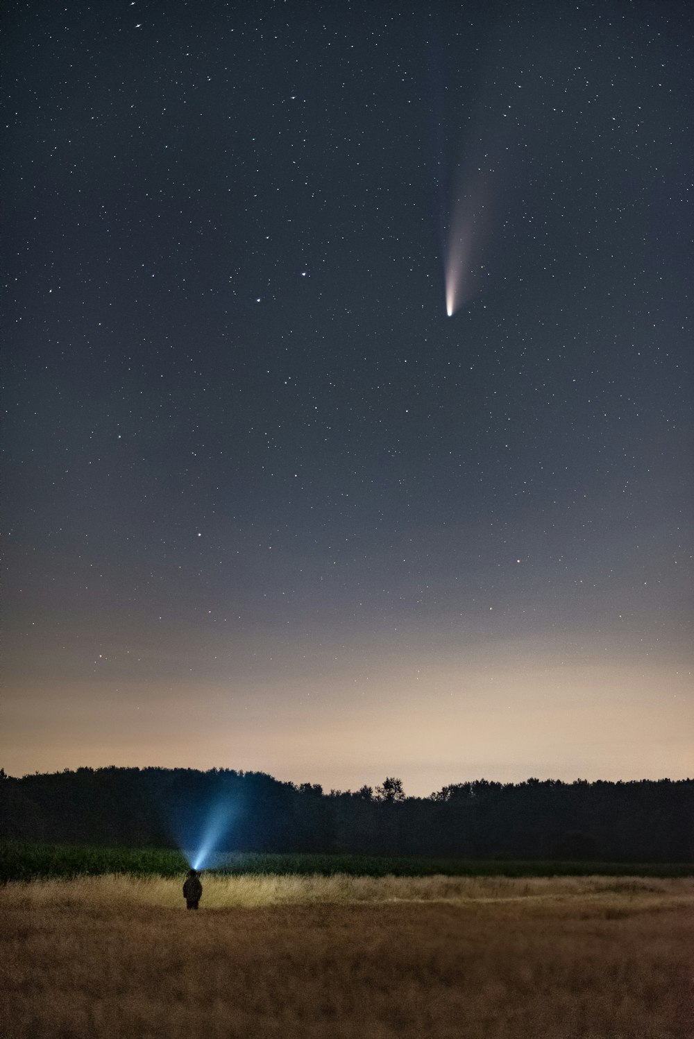 green trees under blue sky with stars during night time